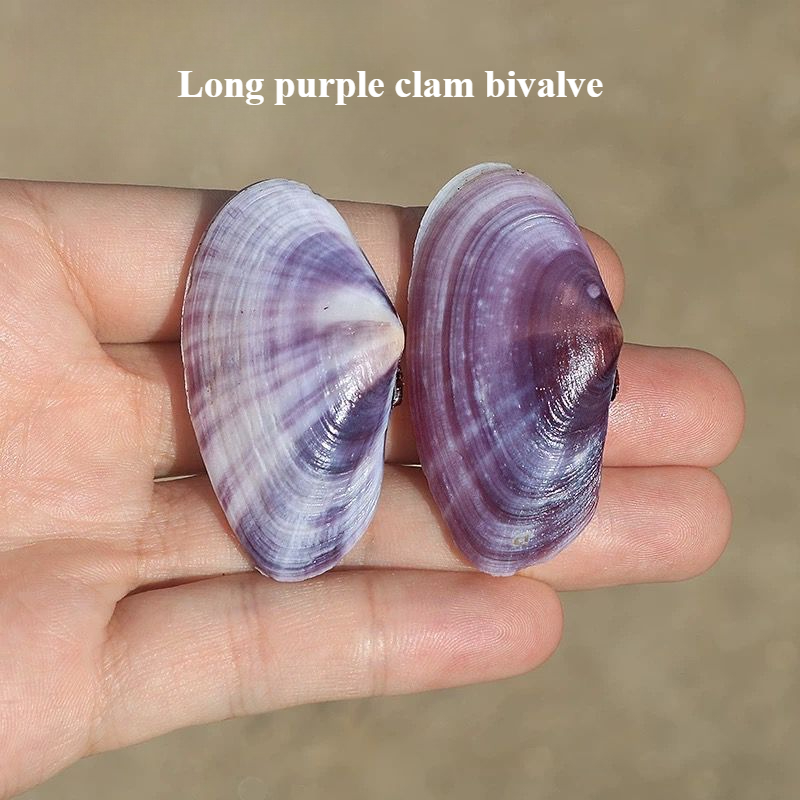 Aquarium Fish Guppy - ยาวสีม่วง Clam ธรรมชาติ Conch สีม่วง Fish