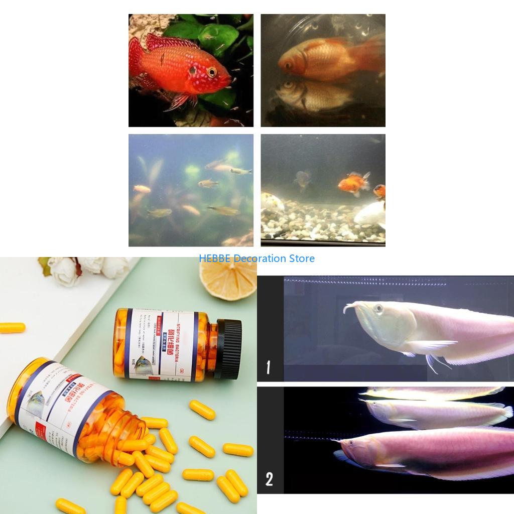B0KC 30/80 PCS แคปซูลแบคทีเรีย - Aquarium Fish Medicine บทวิจารณ์และราคา