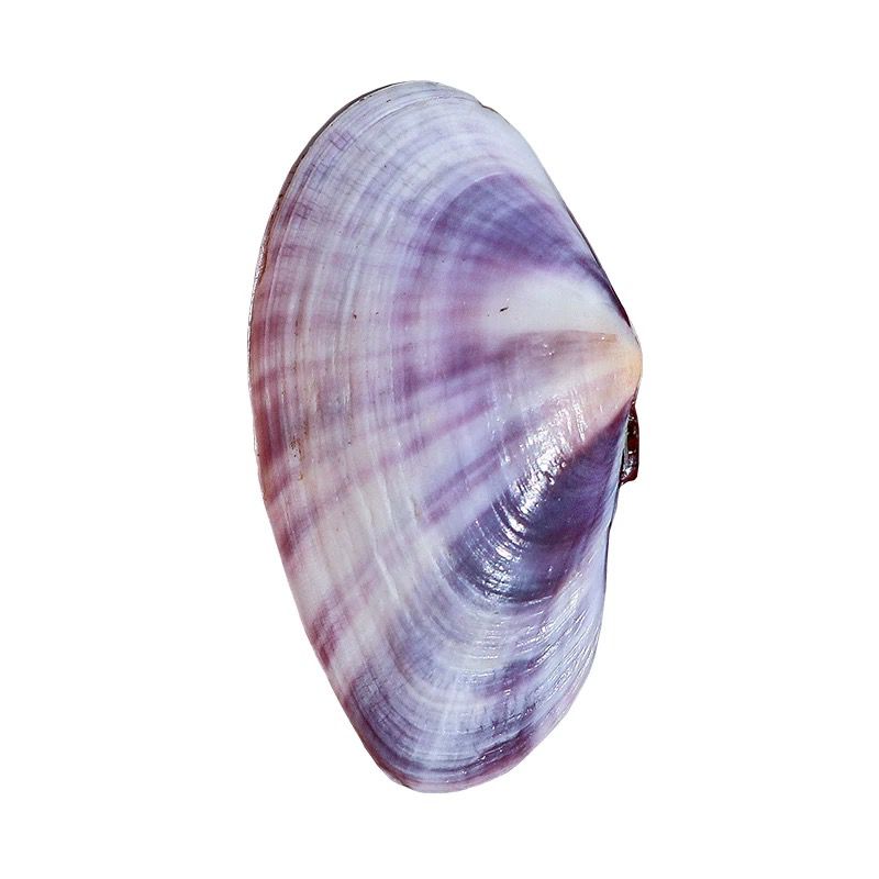 ยาวสีม่วง Clam ธรรมชาติ Conch  - Aquarium Fish Guppy บทวิจารณ์และราคา