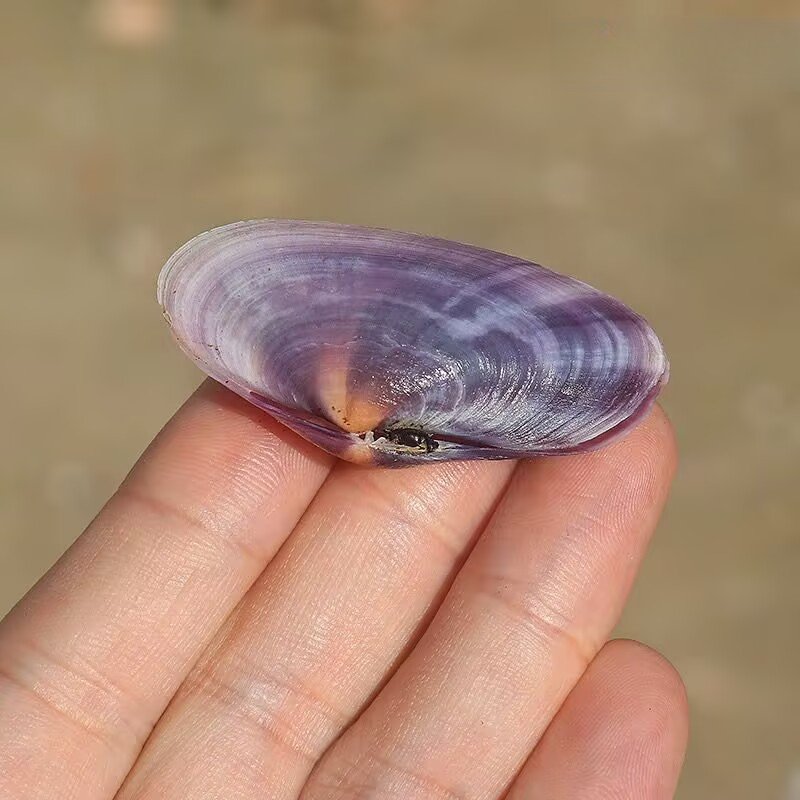 ยาวสีม่วง Clam ธรรมชาติ Conch  - Aquarium Fish Guppy บทวิจารณ์และราคา