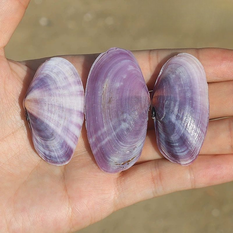 ยาวสีม่วง Clam ธรรมชาติ Conch  - Aquarium Fish Guppy บทวิจารณ์และราคา