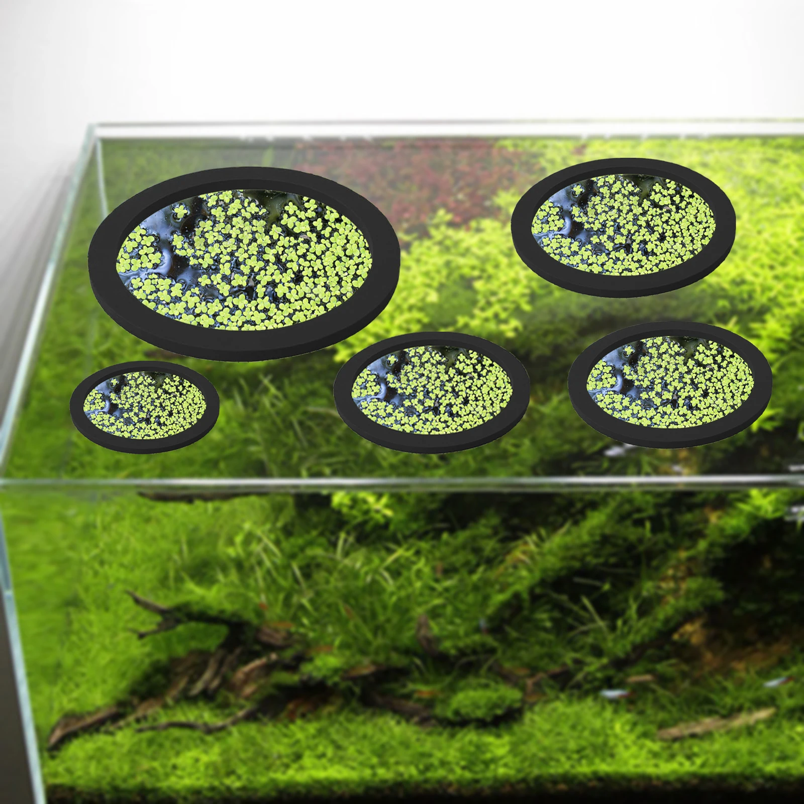 5 ชิ้น EVA ปลา Feeding แหวน Aq - Aquarium Fish Accessories บทวิจารณ์และราคา