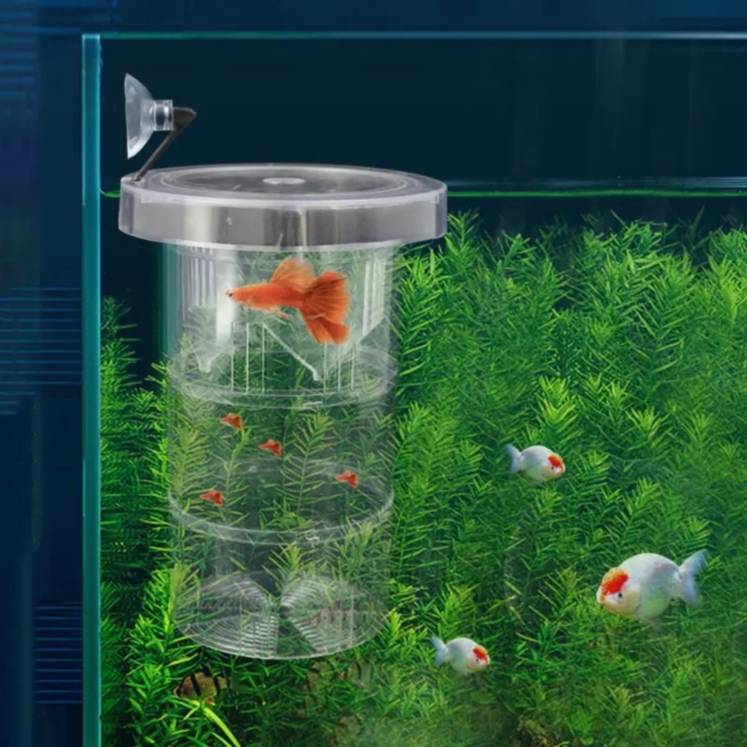 กล่องอะคริลิคสำหรับเพาะพันธุ์ป - Aquarium Fish Cave บทวิจารณ์และราคา